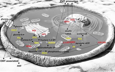 EMT Factors and Metabolic Pathways in Cancer